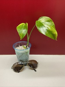 Monstera Aurea | eBay