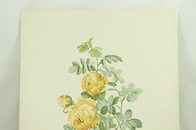 Pierre-Joseph Redoute Les Roses Rosa Sulfurea Sulpher Rose Vintage