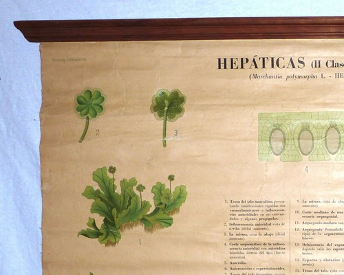 VINTAGE ROLL SCHOOL - HEPATICS - ANTIQUE POSTER 100x71Cm Cartel Botany HEPATICAS - Picture 2 of 11