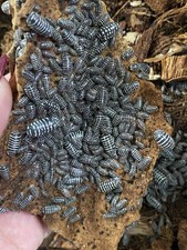 Zebra Isopods Armadillidium maculatum 30 ct