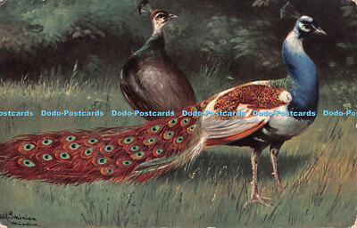 R298871 Pfauen Ernest Nister No 110 E P Dutton