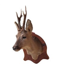 Trofeo di caccia imbalsamato - testa di camoscio impagliato 