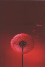 RED Series New 2023 Image Card 4"x6" B3006 Dandlelion