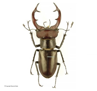 Lucanus elaphus - M, rare, very Large 56mm, A-