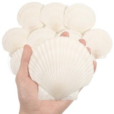 10 PCS 45" Large Scallop Shells Natural White Seashells For DIY Beach Wedding