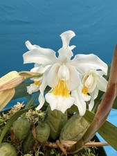 Coelogyne cristata ‘The Queen’ AM/AOS BS White Yellow Orchid Species 6” Pot