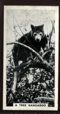 Tabakkarte, Major Drapkin, LIFE AT WHIPSNADE ZOO, 1934, Baumkänguru, #27