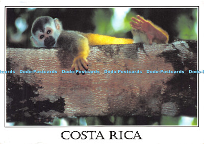 D014217 Costa Rica. Eichhörnchen Affe