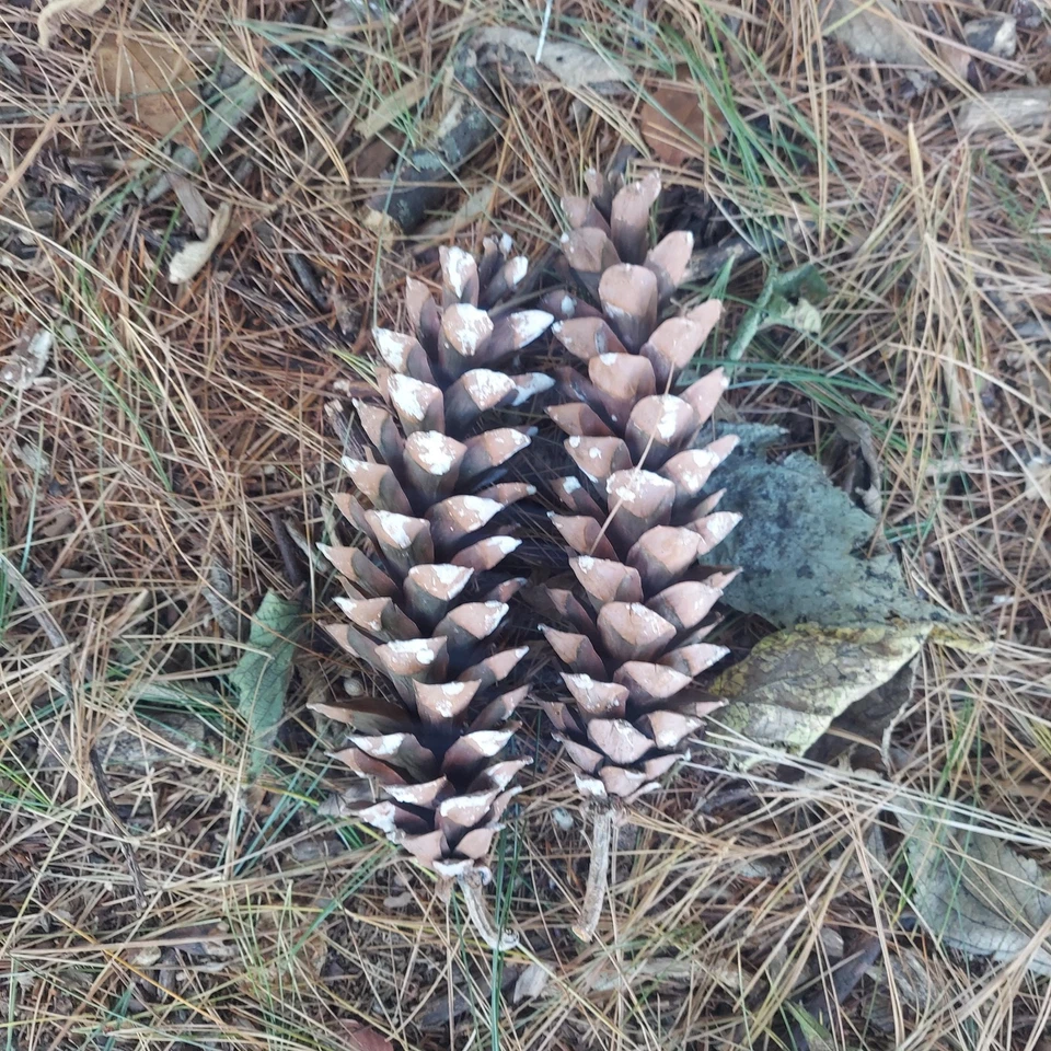 Juego de 40 conos de pino blanco oriental fresco XL de 7" para manualidades y decoración navideña Foto 2 de 4