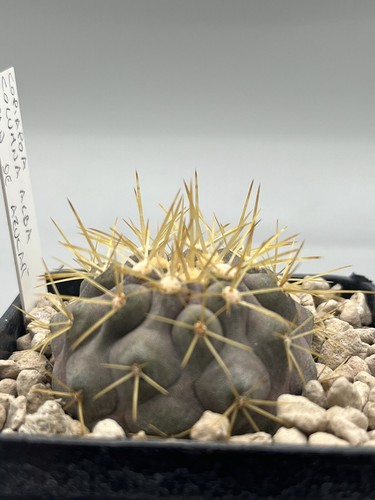 copiapoa cinerea columna alba pan de azucar x haseltoniana pianta rara vaso 7cm - Foto 3 di 4