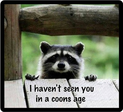 Funny Raccoon Humor Haven't Seen You In A Coons Age Refrigerator Magnet  