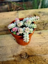 Crassula Jade Necklace Variegated | pink trailing succulent plant 