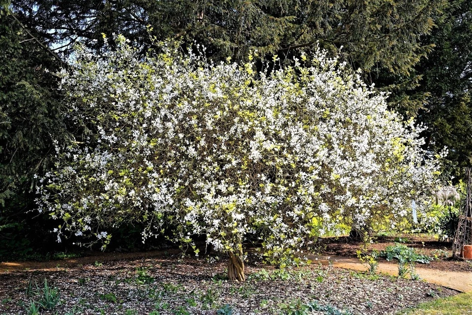 10 Hardy Orange Live Trees seedlings(5"-8" tall, bare root) Citrus trifoliata - Image 2 of 4