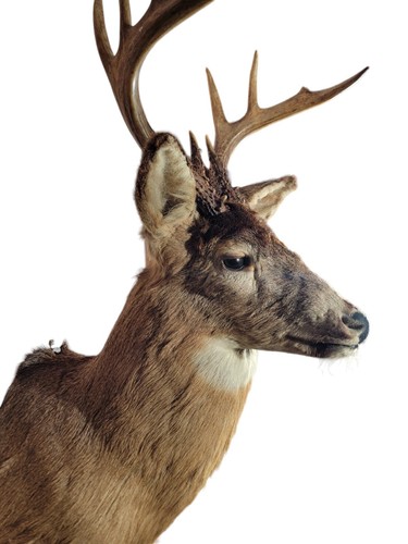 Shoulder Mount 9 Point White Tail Deer Real Antler Buck Doe Taxidermy - Picture 3 of 24