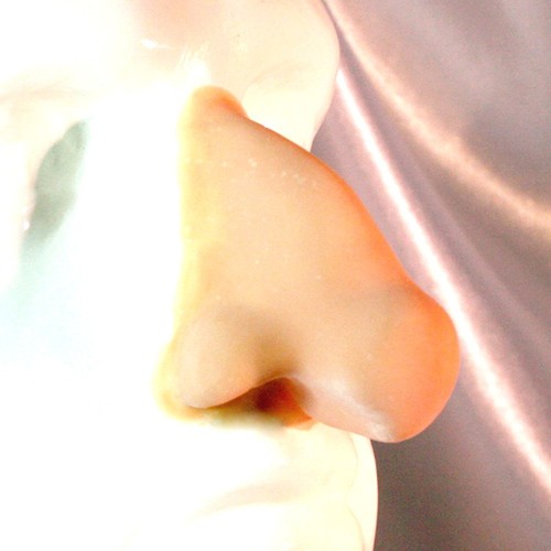 Item image in Prosthetic Noses