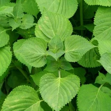 Green Shiso Seeds, Perilla, Beefsteak Plant, Korean Basil, NON-GMO, FREE SHIP