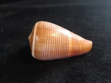 Conus Figulinus 50mm