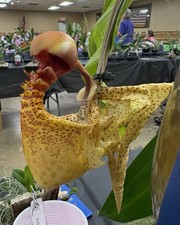 Coryanthes macrantha - Large Plants- Fragrant Species - 6” Net
