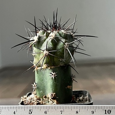 A21-981 Copiapoa fusca, JN 1984, Aguada de Tongoy, Atacama (Grafted)