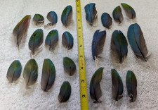 Multicolored Macaw Wing Cover Feathers Naturally Molted Natural Color #141
