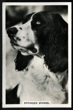 Tobacco Card, Senior Service, DOGS, DOG BREEDS, 1939, Springer Spaniel, #21