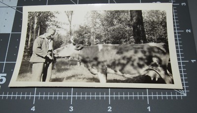 Cow Kiss Smells Hand of Man HAND Tree Shadow Pattern Unusual Farm Vintage PHOTO