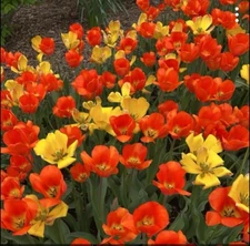 12 - DAYDREAM Hybrid Tulip Flower Bulbs  * Delightfully Fragrant Orange Yellow