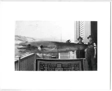 c.1895 SAN FRANCISCO SUTRO BATHS STRANDED WHALE PRESERVED for MUSEUM~8x10" PHOTO