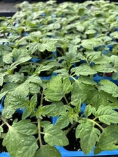 Lot of 2 RARE OLD GERMAN TOMATO LIVE PLANTS 6 to 10 inches