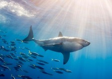 Awesome Great White Shark Poster Size A4 / A3 Ocean Creatures Poster Gift #8935