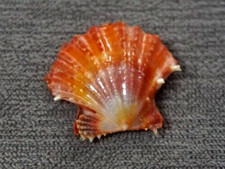 Chlamys Thaanumi 27 mm GEM  intense bloody PATTERN  collection