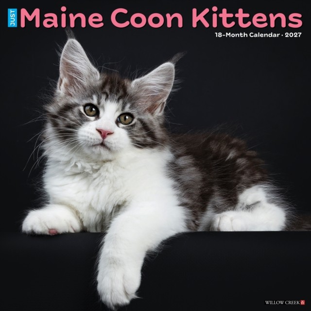 Willow Creek Press Maine Coon Kittens 2027 by Creek Press Willow | PB | 2026 - Image 2