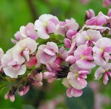 Hardenbergia violacea, Purple Coral/Twisting Pea - 10 to 100
