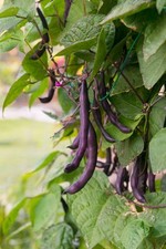 Royal Burgundy Bush Green Bean Seeds, purple snap beans , FREE SHIPPING