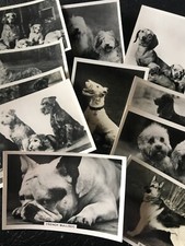 Dogs Senior Service Cigarette Cards