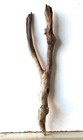 Treibholz Schwemmholz Driftwood 1 Ast Terrarium Aquarium Dekoration
