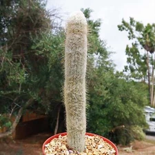 Espostoa churinensis cactus Cacti Succulent real live plant