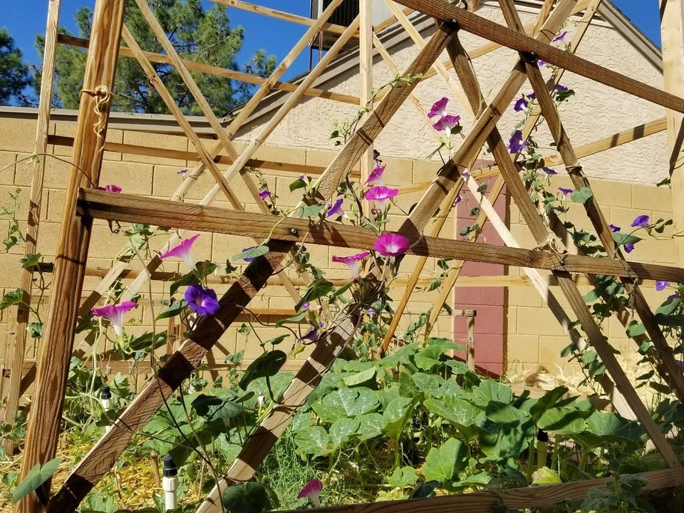 Morning Glory, semillas altas mixtas de flores silvestres, NO TRANSGÉNICAS, ENVÍO GRATUITO Foto 2 de 4