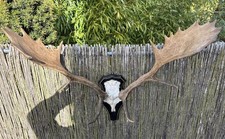 Hirschgeweih ,Damhirsch schädelechte Jagdtrophäe aus Ungarn