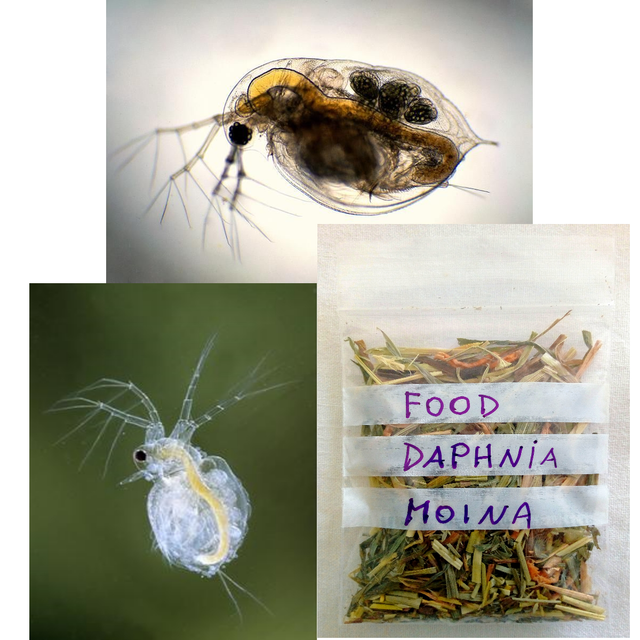 Starter Culture Daphnia Daphnie, Moina, live food supply for fish