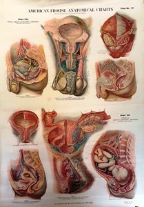 Max Brodel Vintage American Frohse Anatomical Plate 10 Reproductive Organs1920s