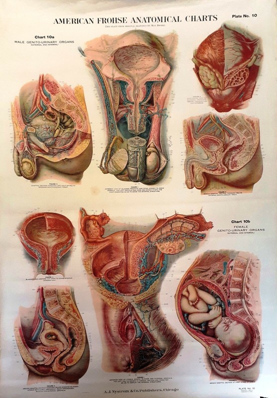 Max Brodel Vintage American Frohse Anatomical Plate 10 Reproductive Organs1920s