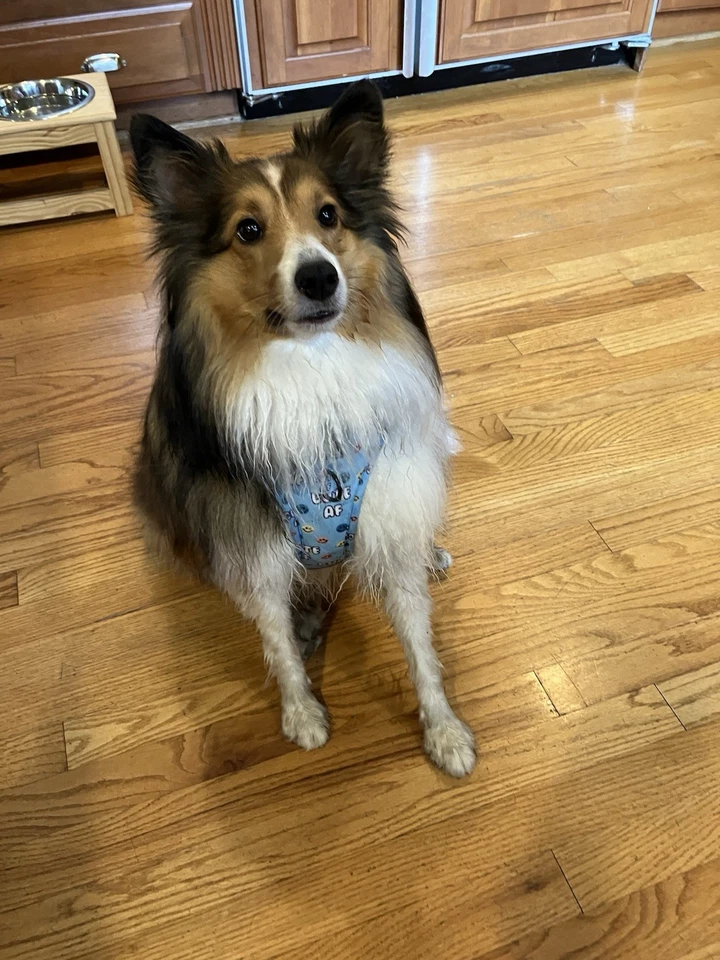 Sassy woof “Cute AF” Light Blue Harness! Worn ONCE (for pics) and that’s it!   - Image 4 of 4