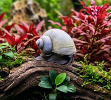 Blue Mystery Snail  Freshater Aquarium Snails
