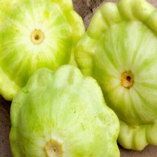 Bennings Green Tint Summer Squash Seeds  NON-GMO Squash Seed  Heirloom Seeds