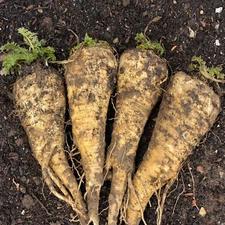 Hollow Crown Parsnip Seeds | Non-GMO | Heirloom | Fresh Garden Seeds