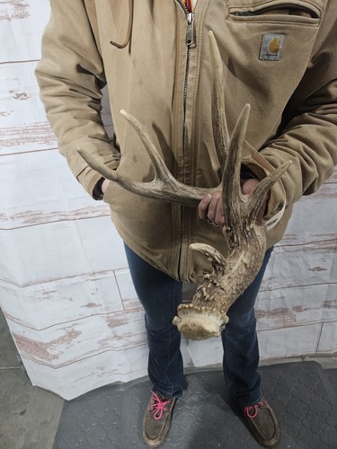 Wild Whitetail Deer Antler Shed Horn Rack Decor 6 Point Man Cave Decor ...