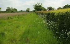 Photo 6x4 Field boundary east of Todber Manor Fisheries Margaret Marsh I& c2016