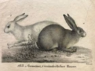 Common and Changing Rabbit, "New Picture Gallery for Youth", 1829, I