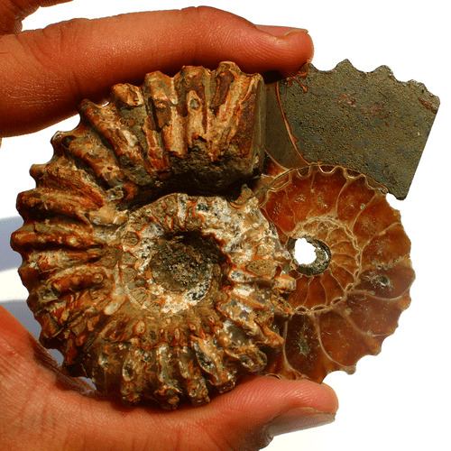 2 Pcs Natural Ammonite Fossil Pair 67mm-69.8mm Untreated Loose Gemstones~ 142.3g - Picture 6 of 17